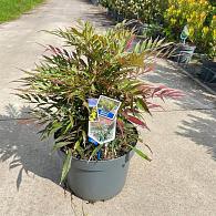 Mahonia Meteor
