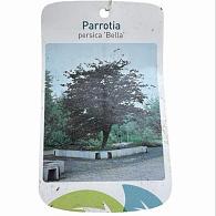 Parrotia persica 'Bella'