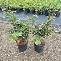 Parrotia persica 'Bella'