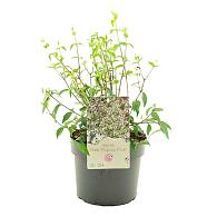 Philadelphus Petite Perfume Pink