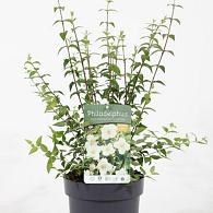 Philadelphus Petite Perfume White