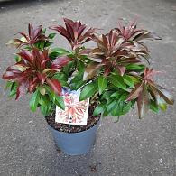 Pieris jap. 'Katsura'