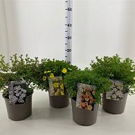 Potentilla fruticosa in Mixed Varieties