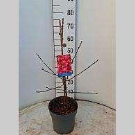 Prunus p. 'Melred'