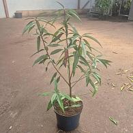 Prunus p. 'Melred'