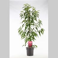 Prunus p. Taoflora Red