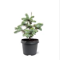 Picea pungens 'Blue Diamond'