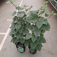 Hydrangea hydrangeoides 'Moonlight'