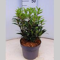 Sarcococca hookeriana 'Purple Gem'