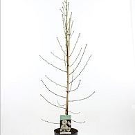 Prunus p. Taoflora White