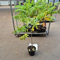 Rhus typhina