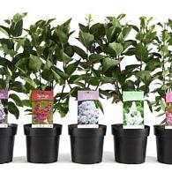 Syringa vulgaris