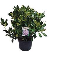 Rhododendron 'Blue Jay'