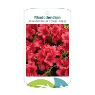 Rhododendron (Y) 'Dopey'