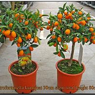 Citrus MIX