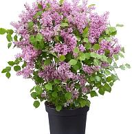 Syringa meyeri Flowerfesta Pink