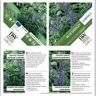 Vitex agnus-castus Blue Diddley