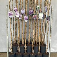 Wisteria frut. 'Amethyst Falls'