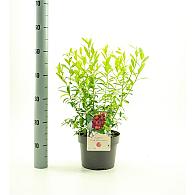 Vaccinium 'Pink Lemonade'