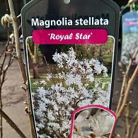 Magnolia st. 'Royal Star'