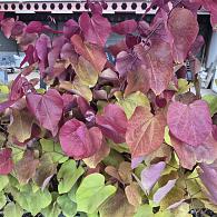 Cercis can. Eternal Flame
