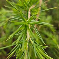 Cedrus deod. 'Gold Cascade'
