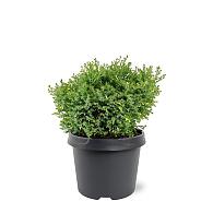 Chamaecyparis o. 'Saffron Spray'