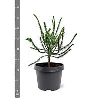 Cryptomeria j. 'Dacrydioides'