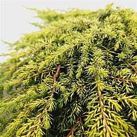 Juniperus comm. 'Lemon Carpet'