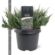 Juniperus h. 'Blue Chip'