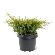 Juniperus pf. 'Old Gold'