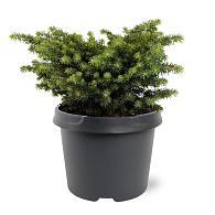 Picea a. 'Little Gem'