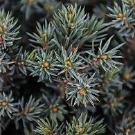 Picea gl. 'Echiniformis'