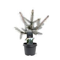 Picea pungens 'Hoopsii'