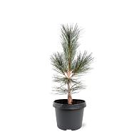 Pinus flex. 'Vanderwolf's Pyramid'