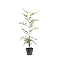 Sequoia sempervirens