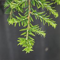 Tsuga can. 'Cole's Prostrate'