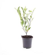 Aronia melanocarpa 'Hugin'