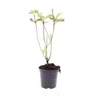 Cornus alba 'Sibirica'