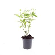 Cornus sericea 'Flaviramea'