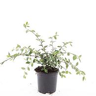 Cotoneaster lacteus