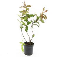 Diervilla sessilif. 'Dise'