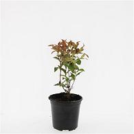 Diervilla splendens
