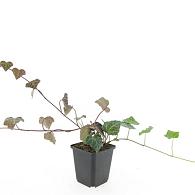 Hedera hel. 'Woerner'