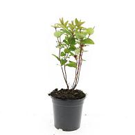 Hypericum androsaemum