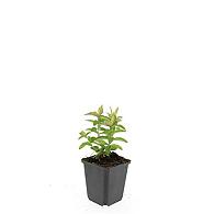 Hypericum calycinum