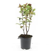 Hypericum i. Magical Red