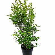 Ligustrum ovalifolium
