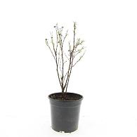 Potentilla f. 'Jackman's Variety'
