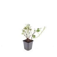 Rubus 'Betty Ashburner'